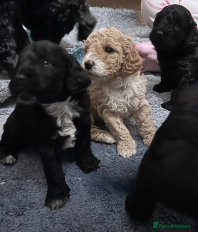 Cockapoo dogs - Advert 15