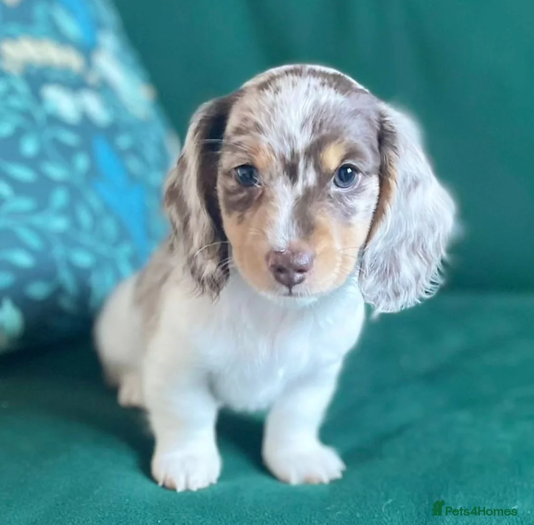 Miniature Dachshund dogs for stud: Piebald miniature Dachshund kc registered  in Blackburn - Advert 31