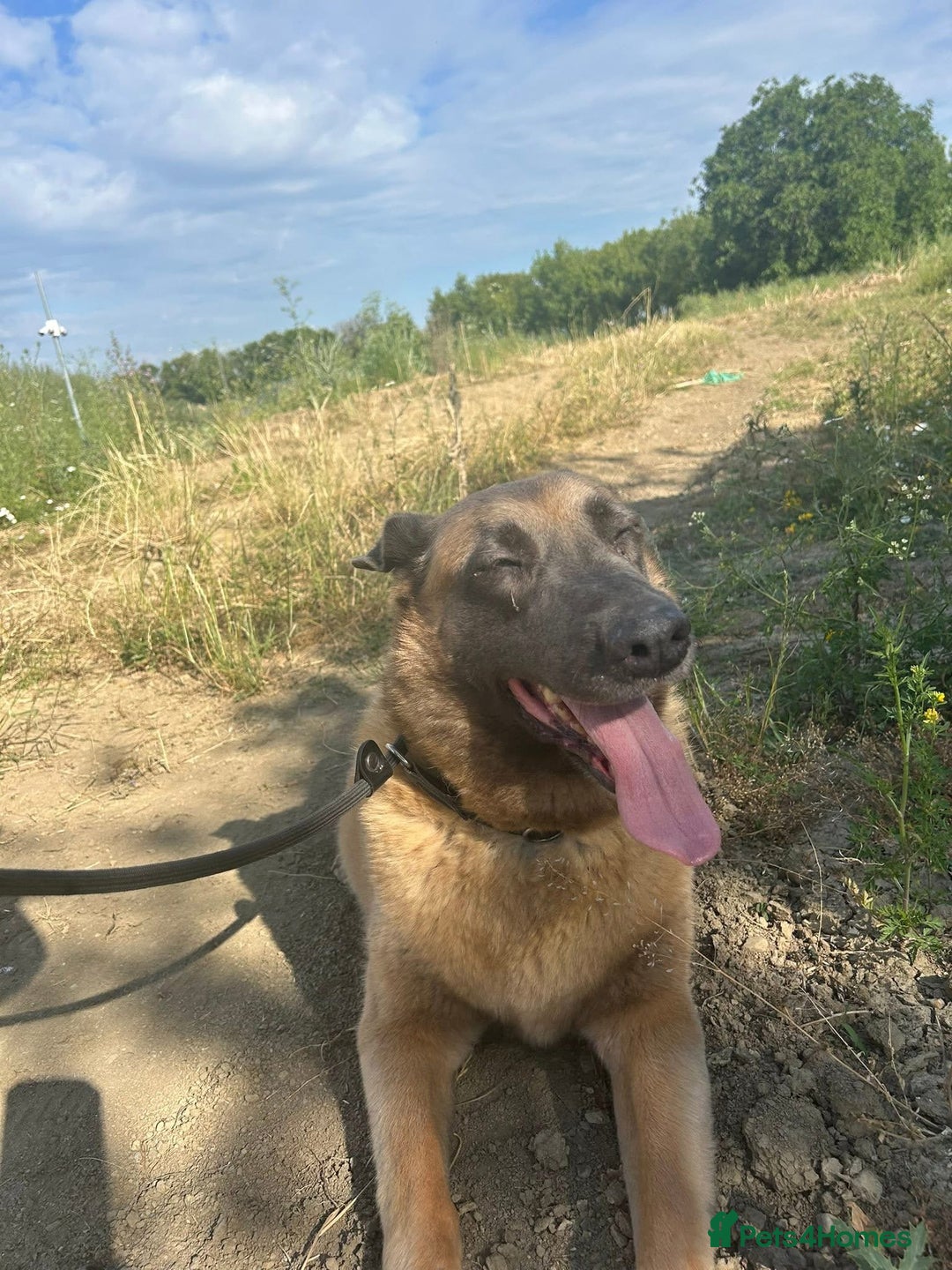 Belgian Shepherd Dog dogs for adoption: Ava - Norwich Norfolk  - Image 7