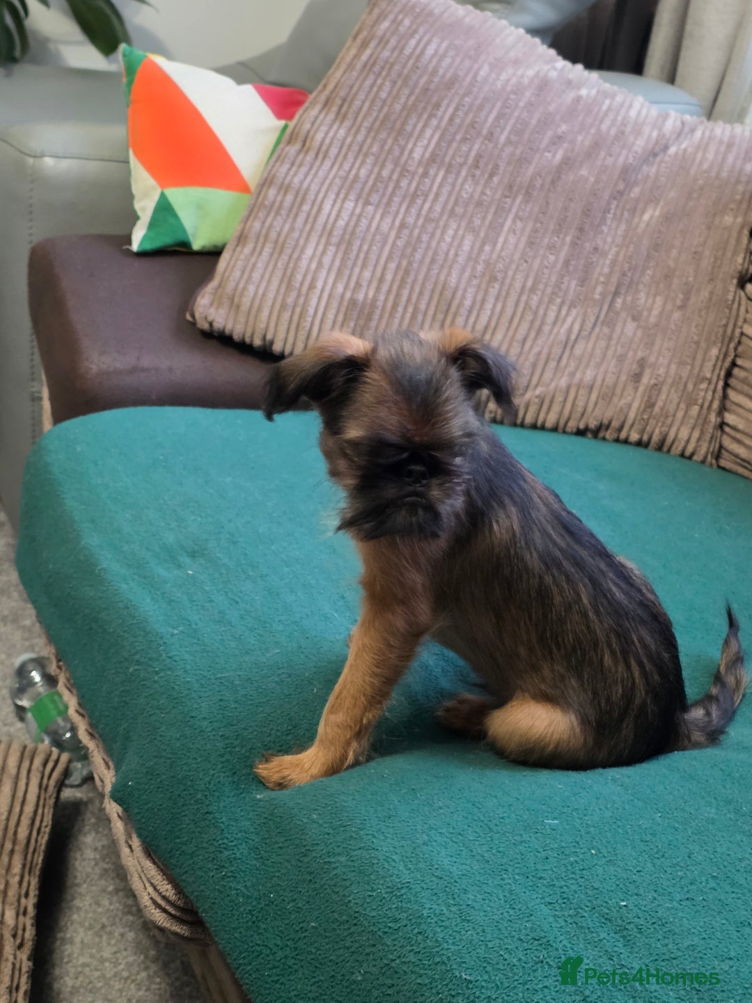 Griffon Bruxellois dogs for sale: Griffon Bruxellois KC registered - Advert 14