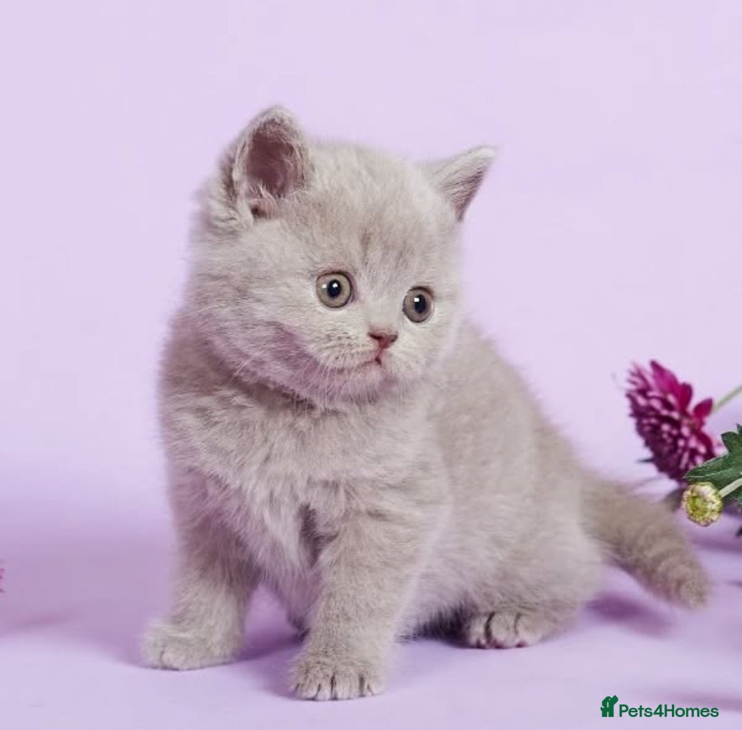 British Shorthair cats for sale: Cute pedigree lilac British shorthair kittens - Image 3