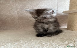 Maine Coon cats for sale: 🐾 100% GENUINE LARGE GCCF MAINE COON KITTENS - Image 11