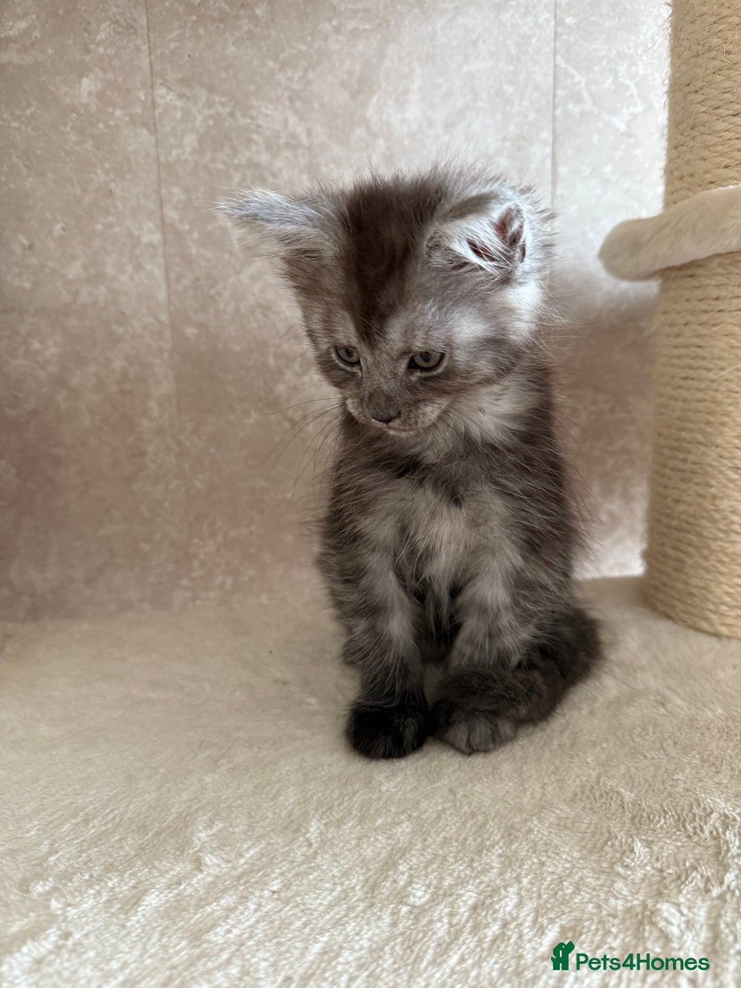 Maine Coon cats for sale: 🐾 100% GENUINE LARGE GCCF MAINE COON KITTENS - Image 11