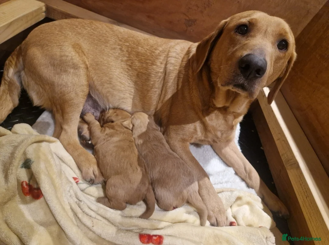 Labradoodle dogs for sale: Miniature labradoodle boys - Advert 10