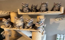 Maine Coon cats for sale: Stunning Maine Coon kittens  - Image 3