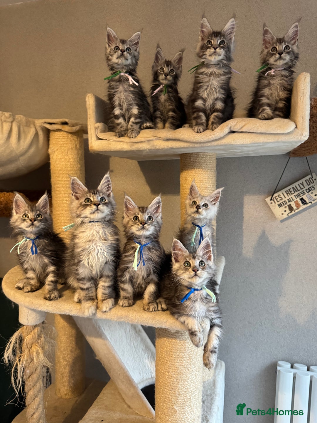 Maine Coon cats for sale: Stunning Maine Coon kittens  - Image 3