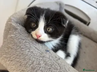 Scottish Fold cats 🐾 Beautiful Scottish Mix Kittens 🐾 - Advert 2