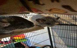 Chinchilla rodents for sale: Chinchillas - Image 7