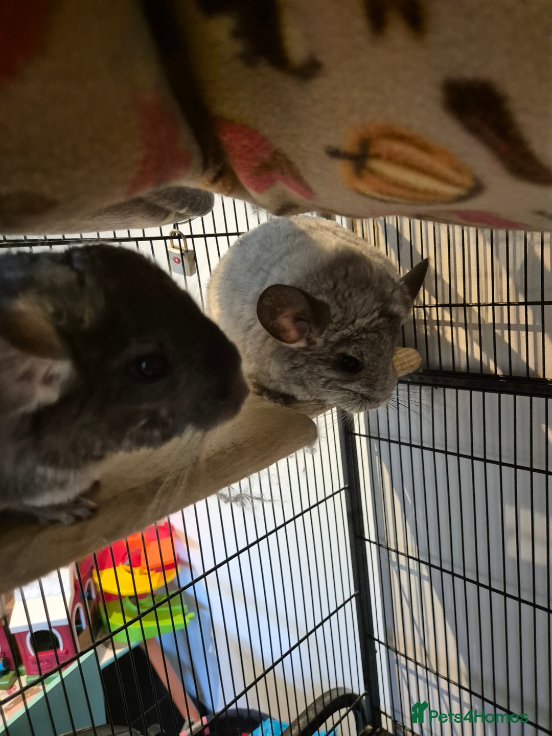 Chinchilla rodents for sale: Chinchillas - Image 7