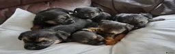 Border Terrier dogs for sale: Border Terrier Puppies For Sale - Advert 14