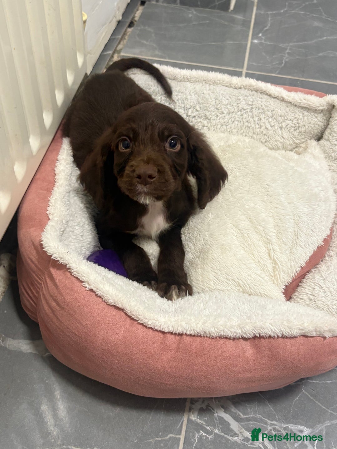 Cocker Spaniel dogs for sale: cocker spaniel  - Image 2