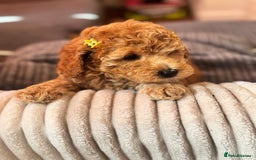 Cockapoo dogs for sale: Mini cockapoo puppies - Image 3