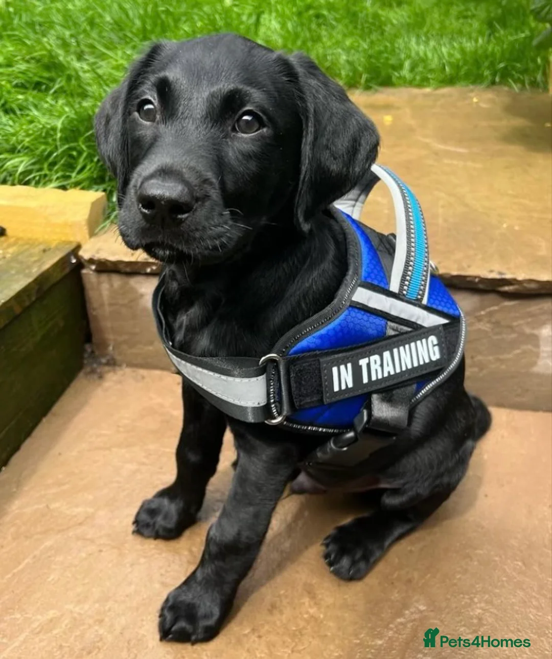 Labrador Retriever dogs for stud: KC REGISTERED STUD DOG in Trowbridge - Advert 10