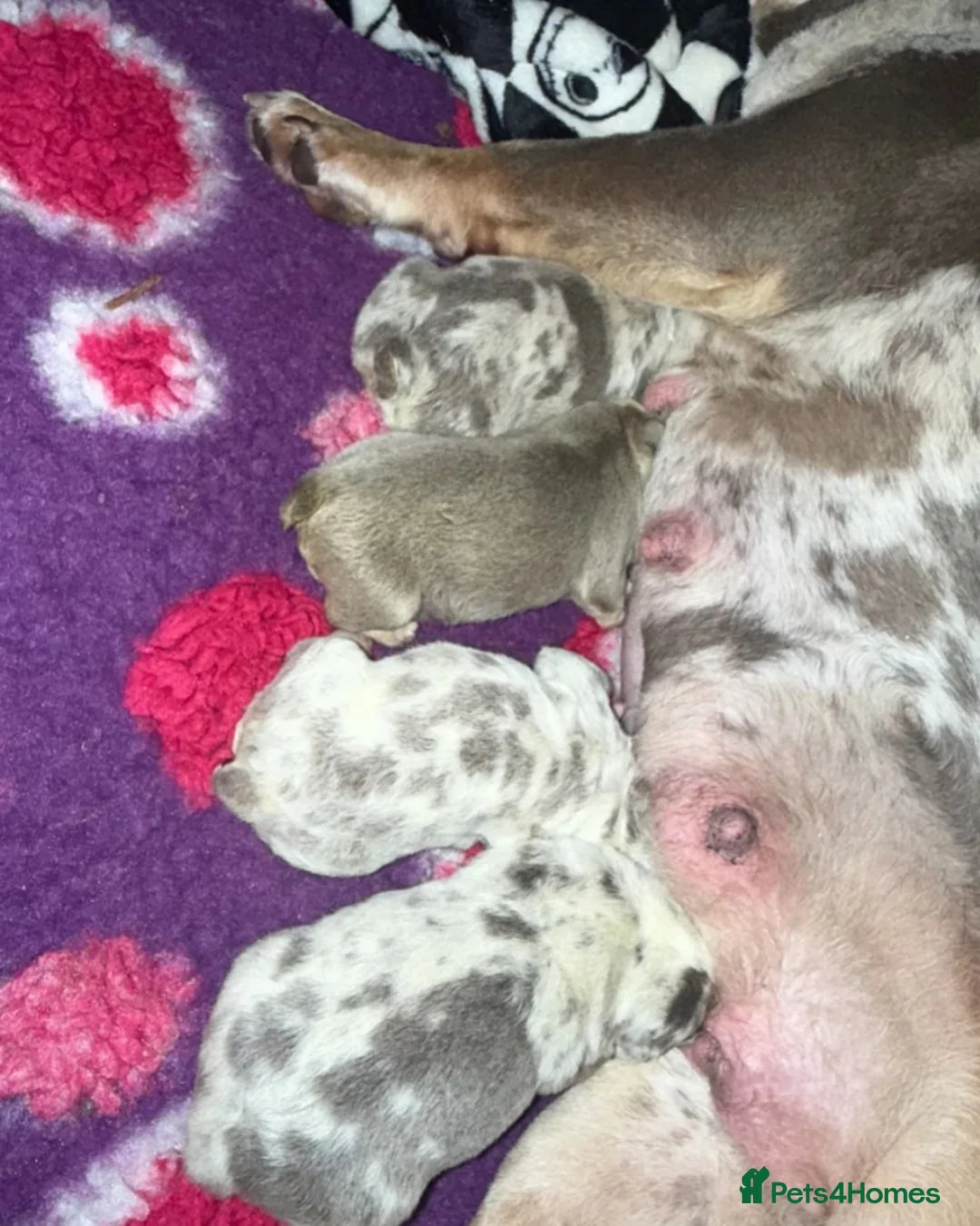 English Bulldog dogs for sale: Beautiful English Bulldog Girls in Wolverhampton - Advert 2