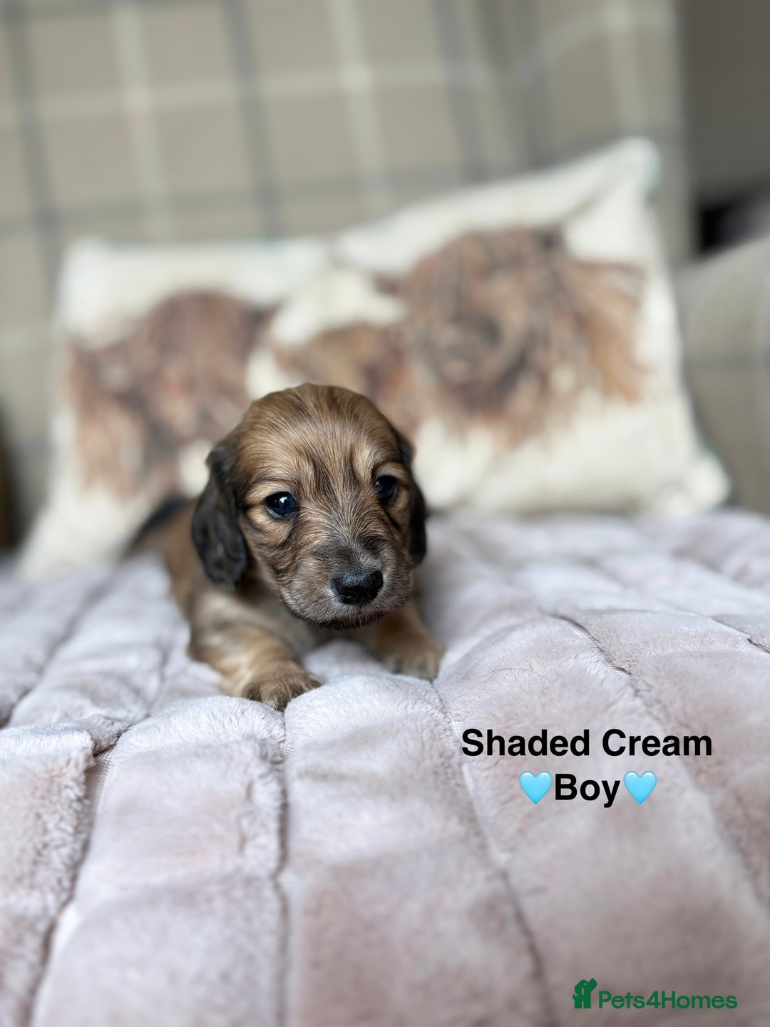 Miniature Dachshund dogs for sale: 🩷LONG HAIRED CREAM DACHSHUNDS🩵 - Advert 18