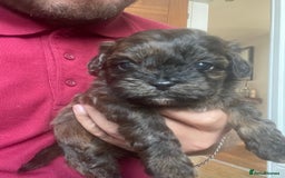 Mixed Breed dogs for sale: Shihpoo  - Image 3