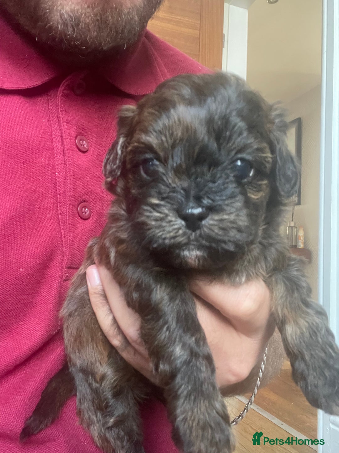 Mixed Breed dogs for sale: Shihpoo  - Image 3