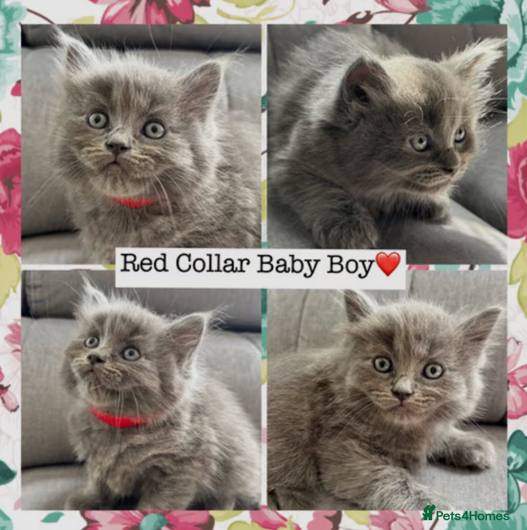 Mixed Breed cats for sale:  Fluffy Ragdoll x British Shorthair Kittens - Image 7