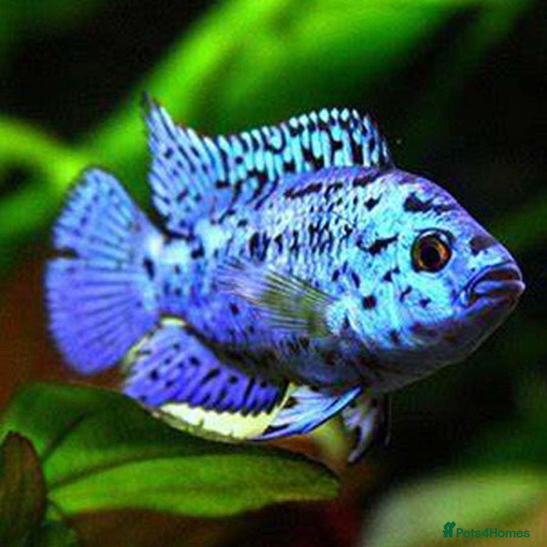 Cichlids fish for sale: South American cichlids all must go! - Image 12