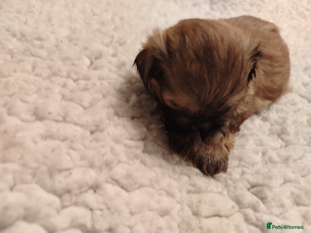 Shih Tzu dogs for sale: Shih tzu  - Image 14