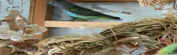 Parrots birds for sale: Male dna tested Myers parrot  - Advert 2