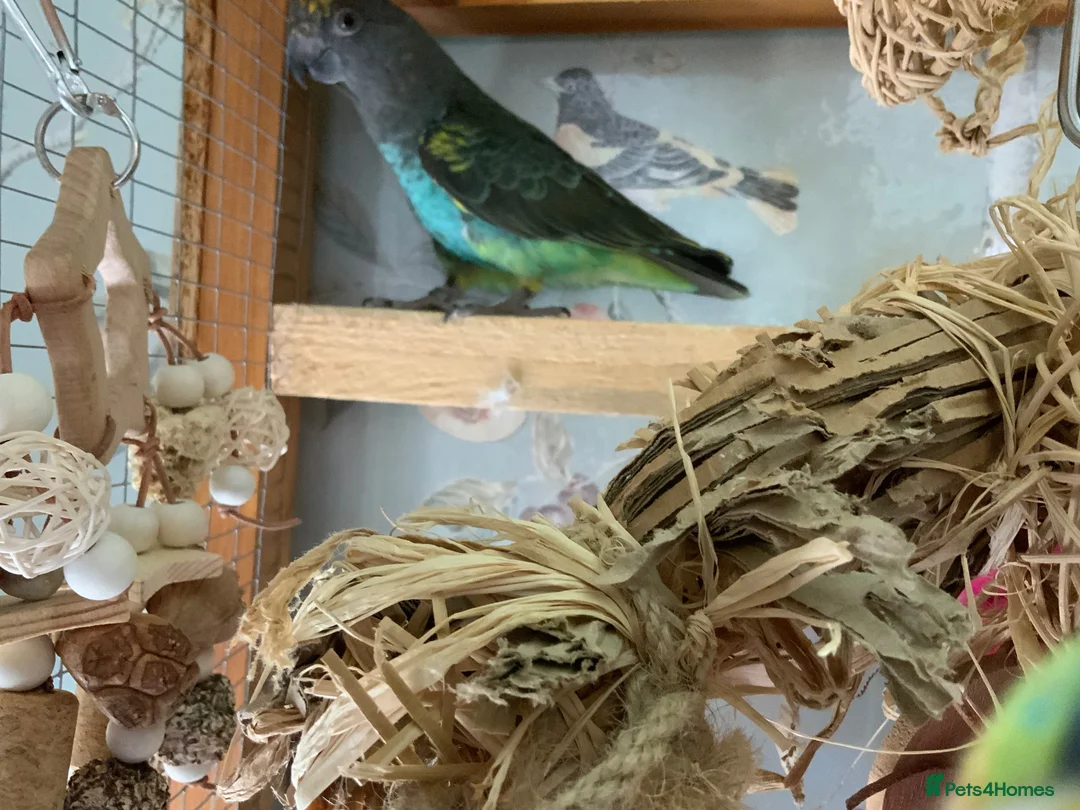 Parrots birds for sale: Male dna tested Myers parrot  - Advert 2
