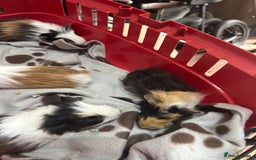 Guinea Pig rodents for sale: Guinea pigs - Image 3