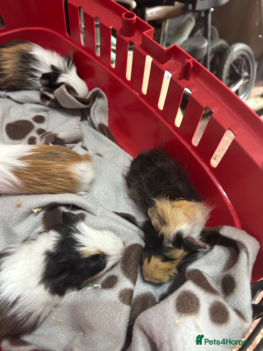 Guinea Pig rodents for sale: Guinea pigs - Image 3