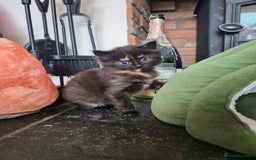 Mixed Breed cats for sale: ❤️ JUST 1 GORGEOUS KITTEN REMAINING! 😻 - Image 38
