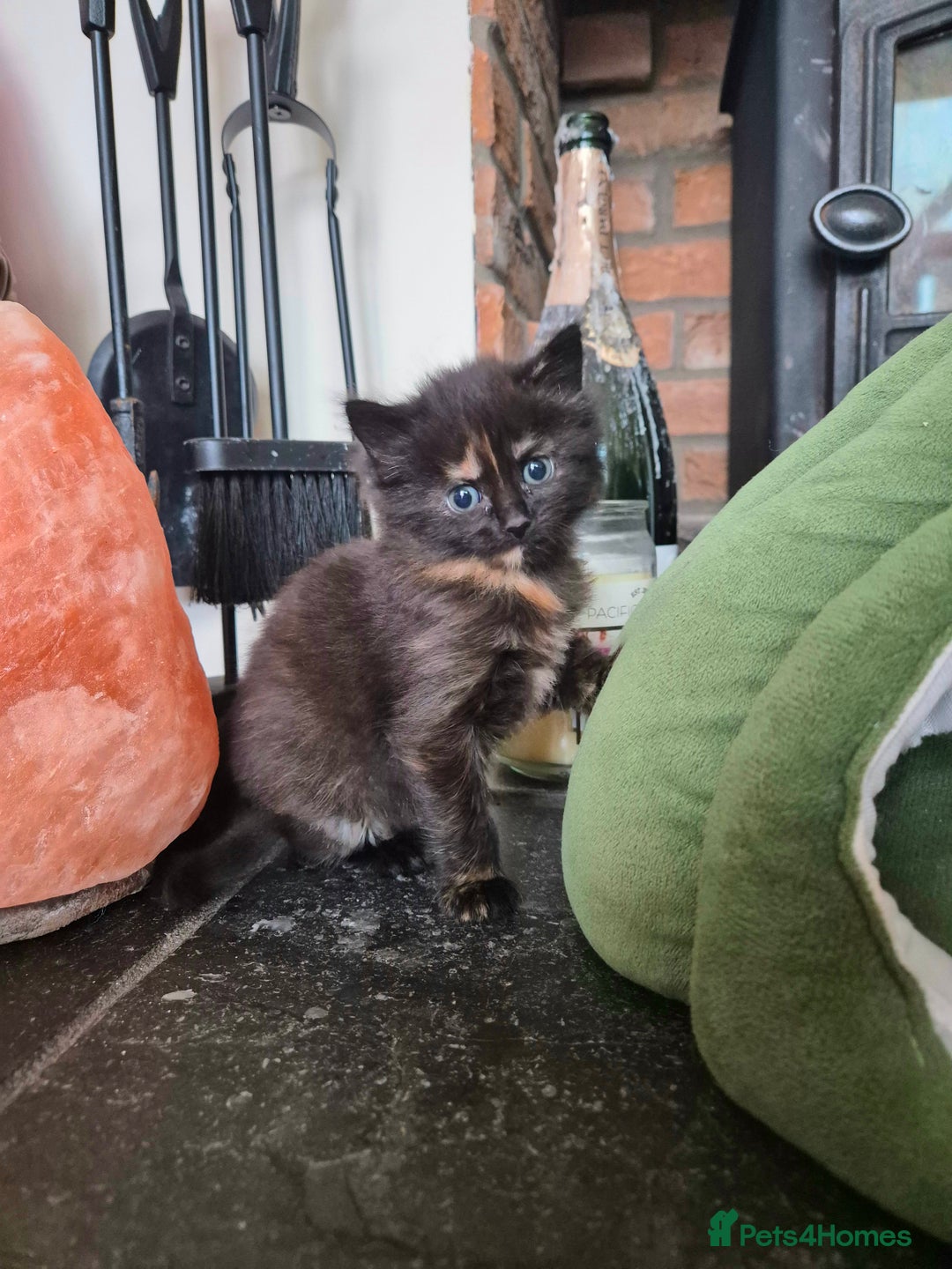 Mixed Breed cats for sale: ❤️ JUST 1 GORGEOUS KITTEN REMAINING! 😻 - Image 38