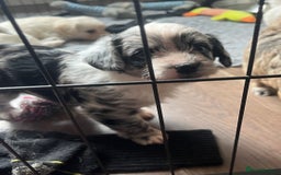 Mixed Breed dogs for sale: Gorgeous little Peekapoo’s - Image 12