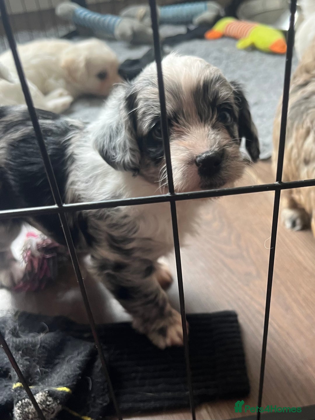 Mixed Breed dogs for sale: Gorgeous little Peekapoo’s - Image 12