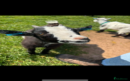 Goats livestock for sale: 2 Pygmy Wethers - Image 3