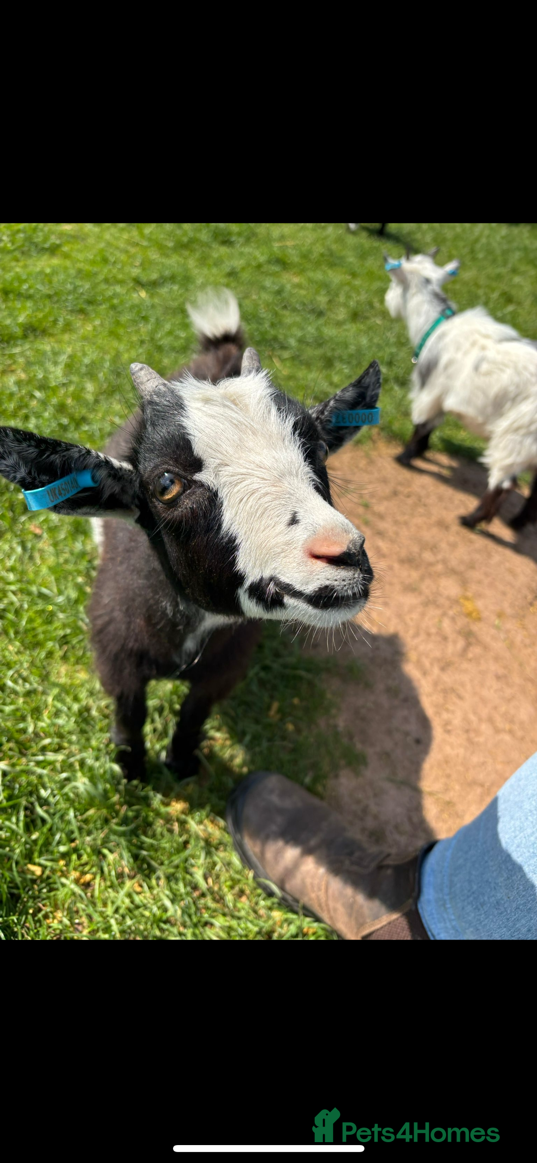Goats livestock for sale: 2 Pygmy Wethers - Image 3