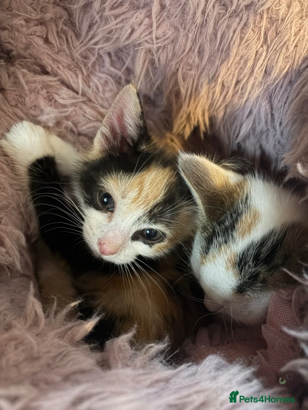Mixed Breed cats for sale: Kittens - Advert 2