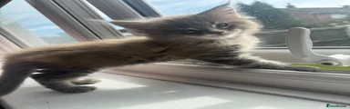 Maine Coon 1