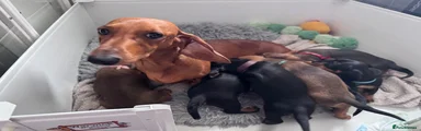 Dachshund Puppy 1