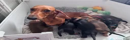 Dachshund dogs for sale: 9 adorable standard dachshund puppies available  - Advert 2