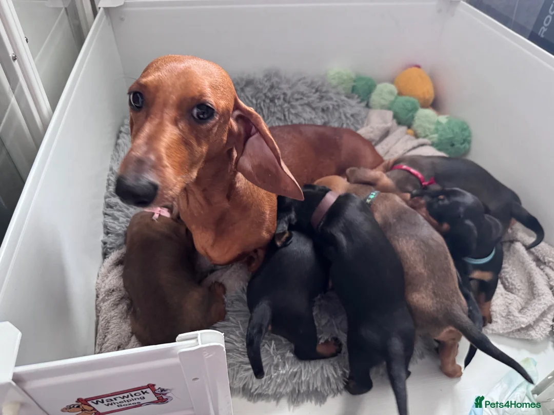 Dachshund dogs for sale: 9 adorable standard dachshund puppies available  - Advert 2