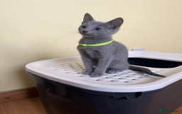 Russian Blue cats for sale: TICA REGISTERED Pure Breed Russian Blue Kittens - Image 4
