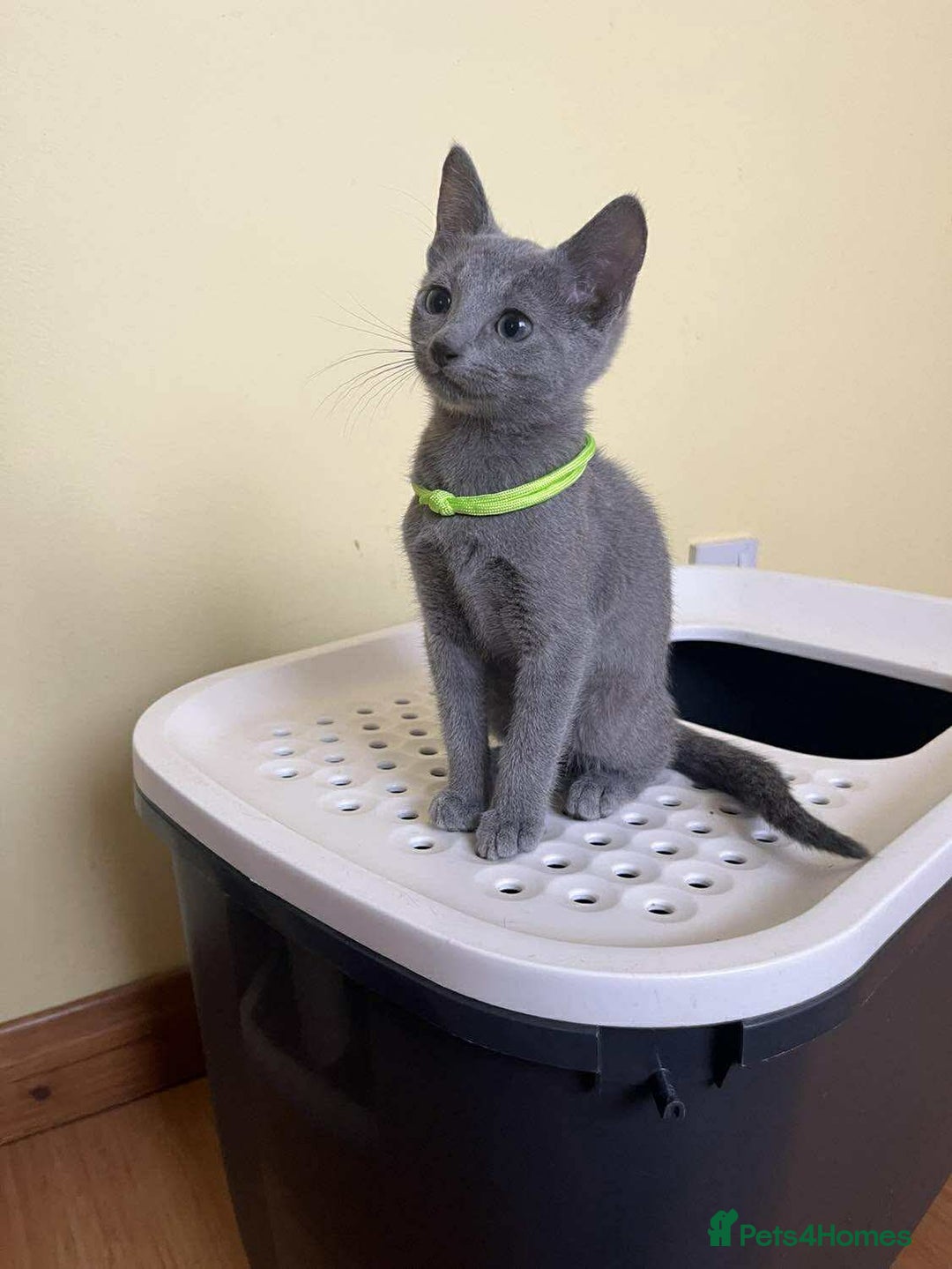 Russian Blue cats for sale: TICA REGISTERED Pure Breed Russian Blue Kittens - Image 4