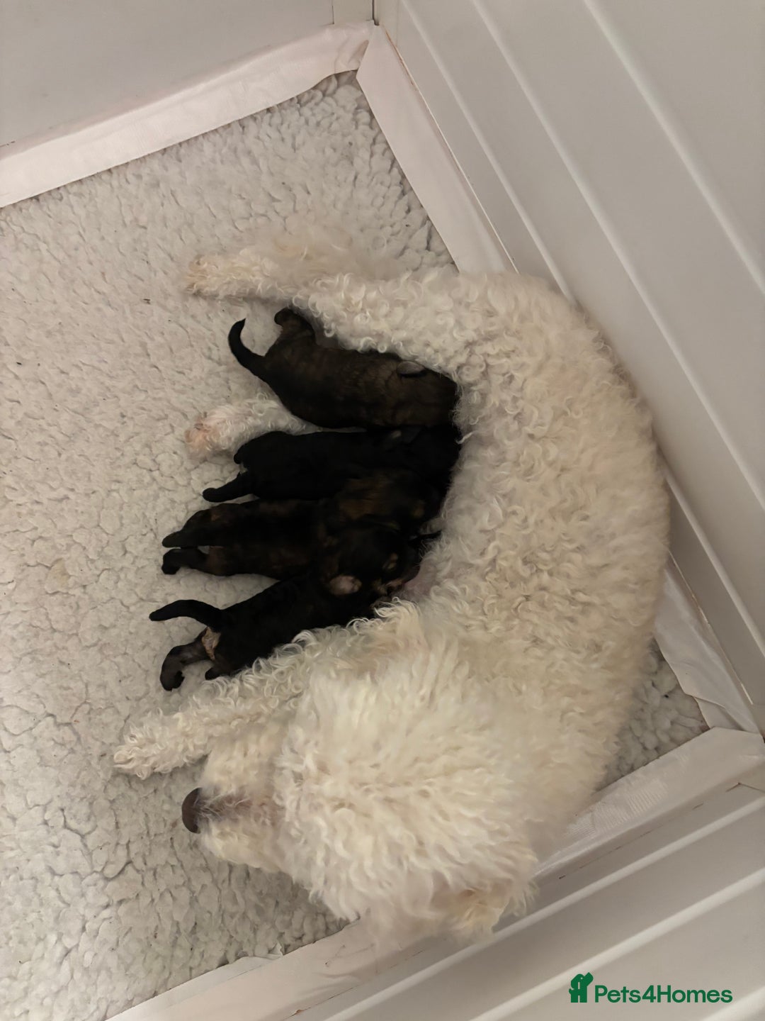 Poochon dogs for sale: Poochon F2Bs - Advert 1