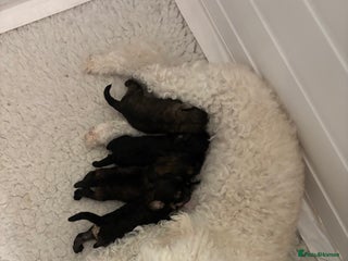 Poochon dogs Poochon F2Bs - Advert 1