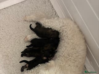 Poochon dogs Poochon F2Bs - Advert 4