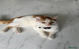 Mixed Breed cats for sale: Mixed breed kitten for sale - Image 1