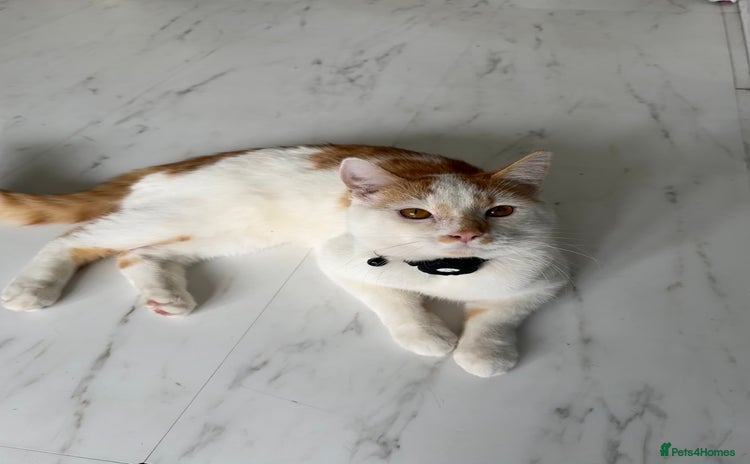 Mixed Breed cats - Advert 1