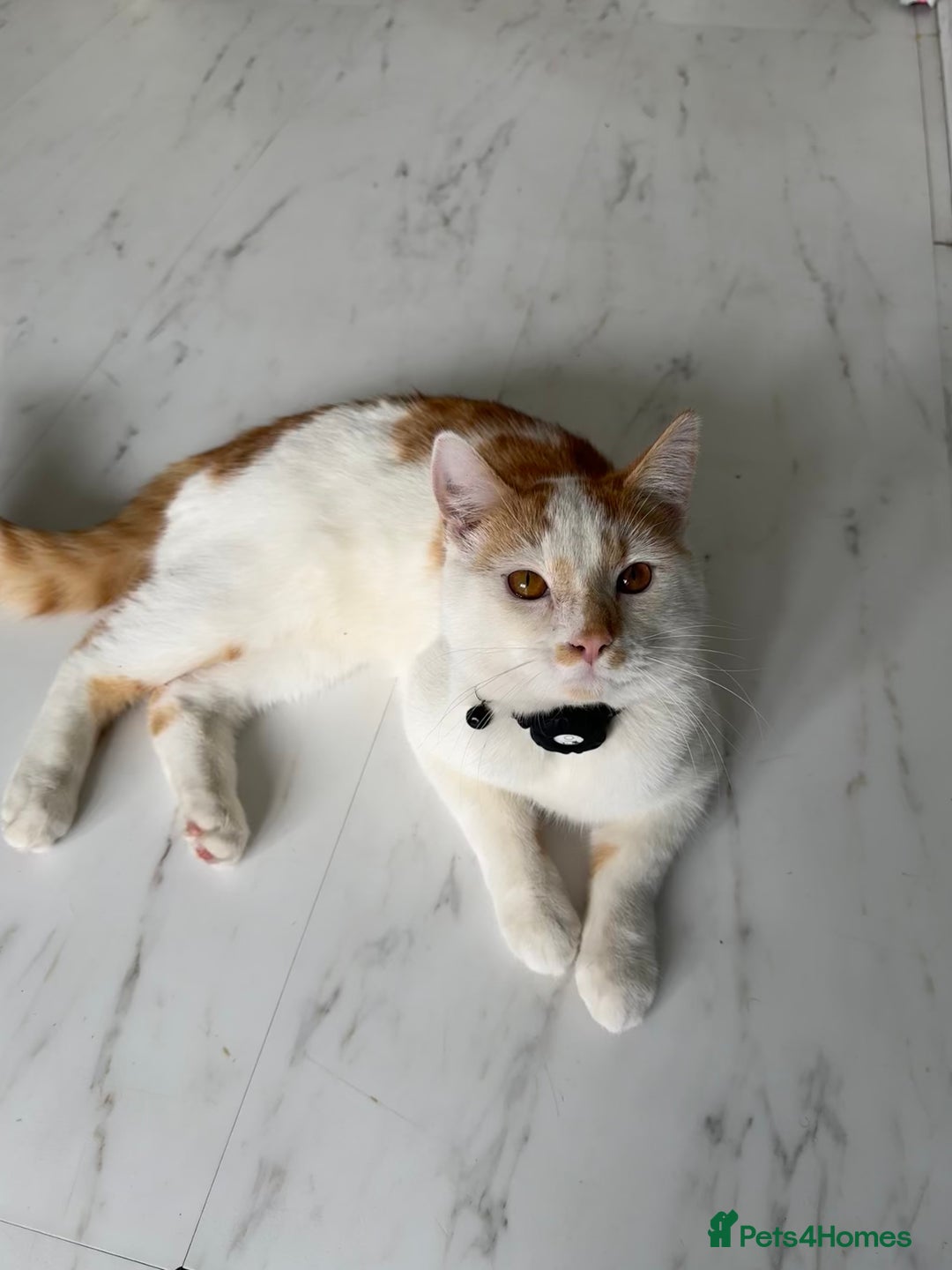 Mixed Breed cats for sale: Mixed breed kitten for sale - Image 1