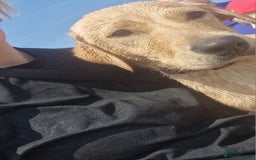 Labrador Retriever dogs for sale: Beautiful lab, dna tested 100% labrador retriever - Advert 9