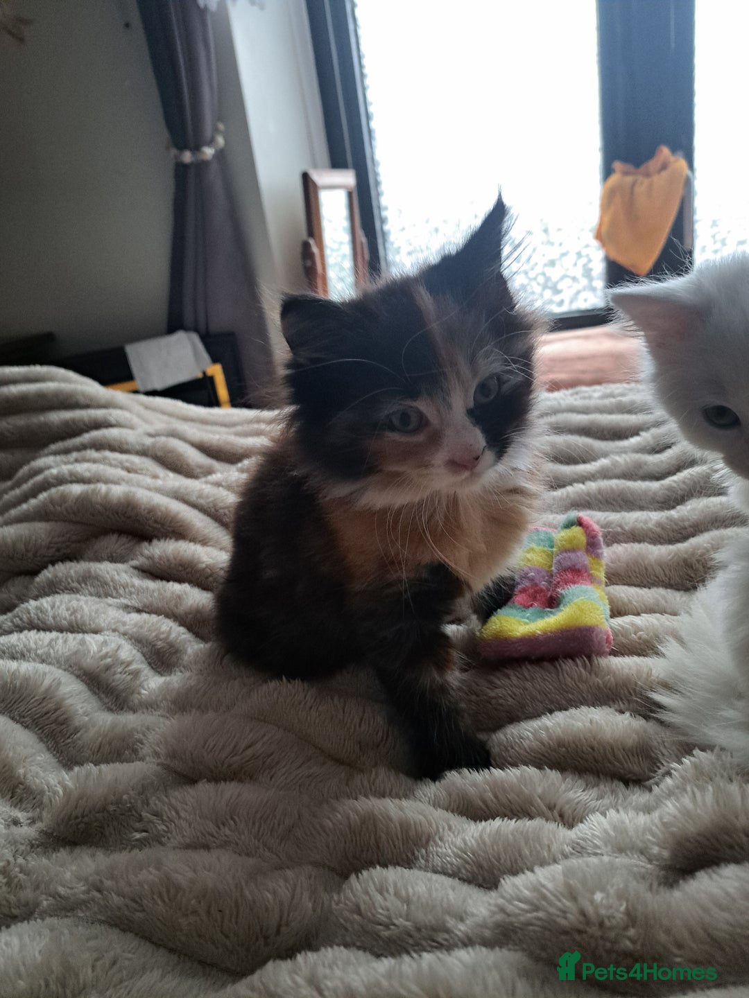 Mixed Breed cats for sale: Girl cat looking for a home - Advert 2
