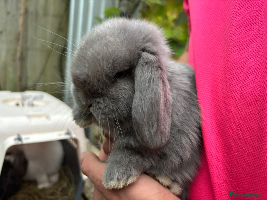 Mini Lop rabbits for sale: Friendly Pure Bred Mini Lop Bunnies Ready Now! - Image 4